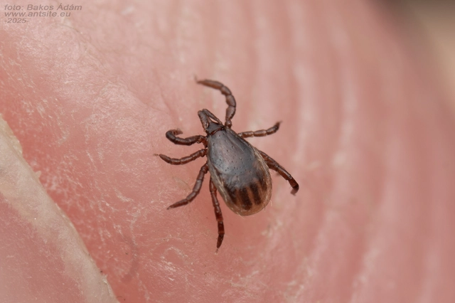 Ixodes ricinus - közönséges kullancs