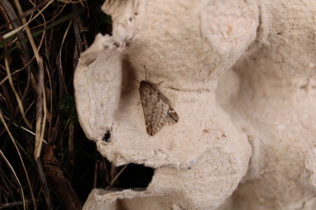 Alsophila aescularia - vadgesztenye-araszoló
