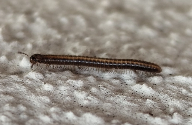 Diplopoda - Ikerszelvényesek