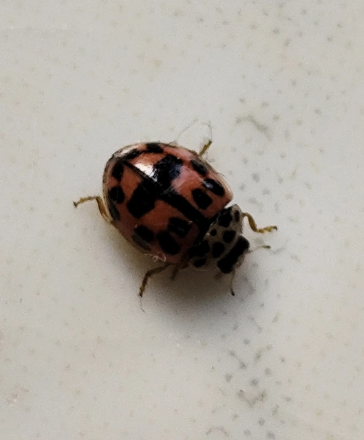 Oenopia conglobata - rózsás katica