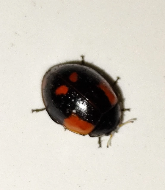 Adalia bipunctata - kétpettyes katica