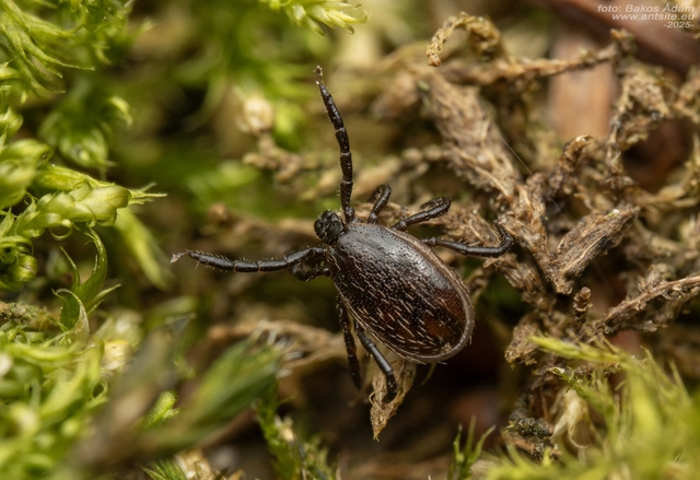 Ixodes ricinus - közönséges kullancs