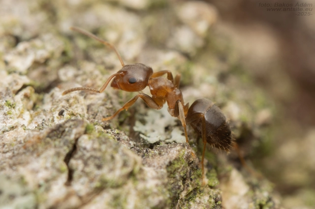 Lasius brunneus - rozsdáshátú feketehangya