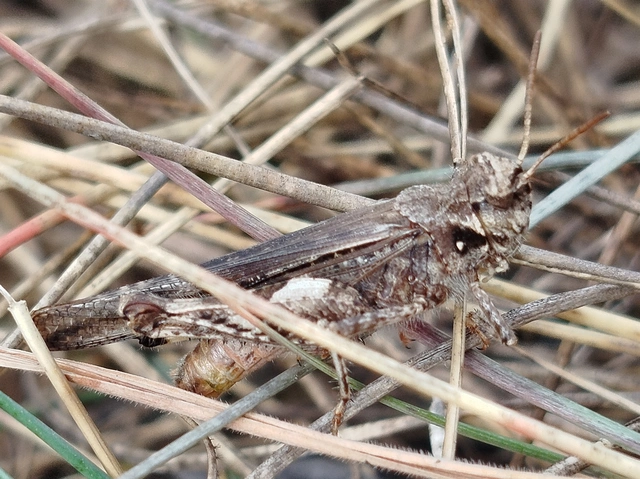 Acrotylus insubricus - önbeásósáska