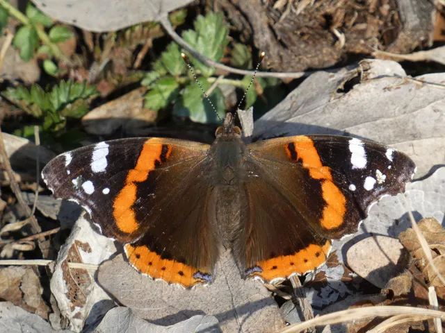Vanessa atalanta - atalantalepke