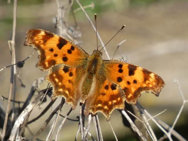 Nymphalis c-album - C-betűs lepke