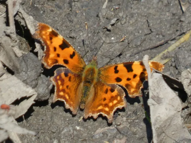 Nymphalis c-album - C-betűs lepke