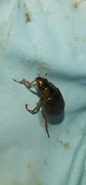 Berosus signaticollis - csíkosnyakú szemescsibor Berosus signaticollis - csíkosnyakú szemescsibor