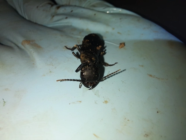 Ocypus