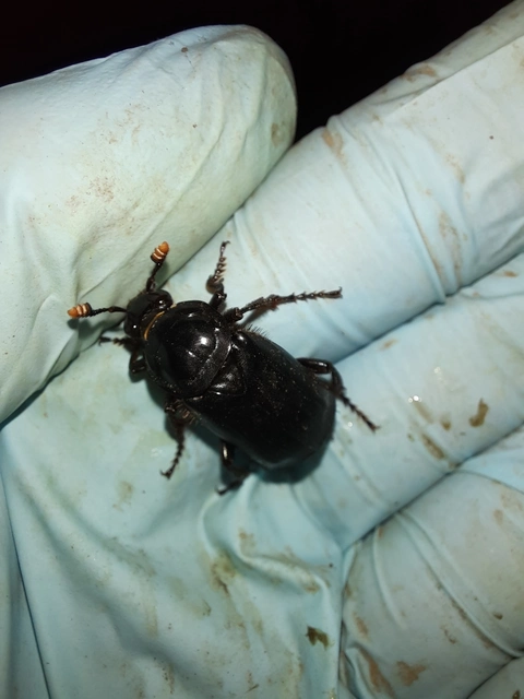 Nicrophorus humator - fekete temetőbogár