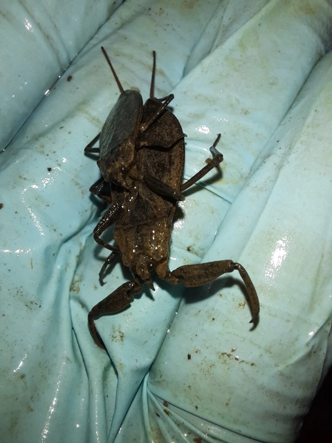 Nepa cinerea - víziskorpió
