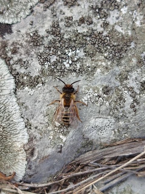 Hymenoptera - Hártyásszárnyúak