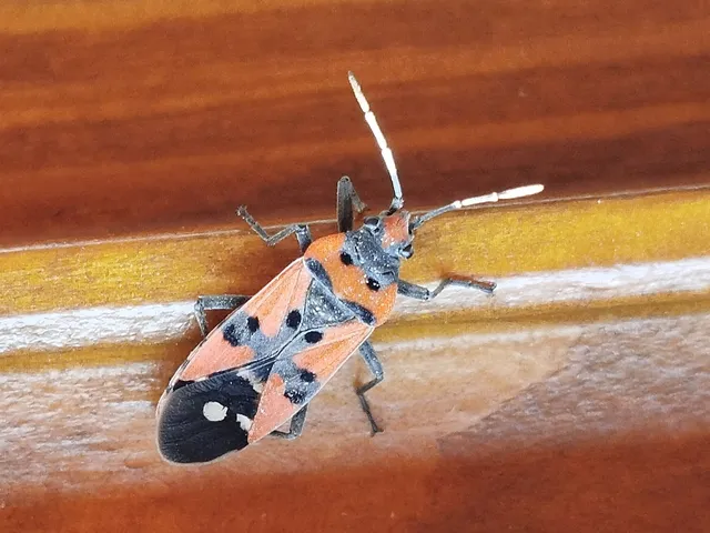 Lygaeus equestris/simulans