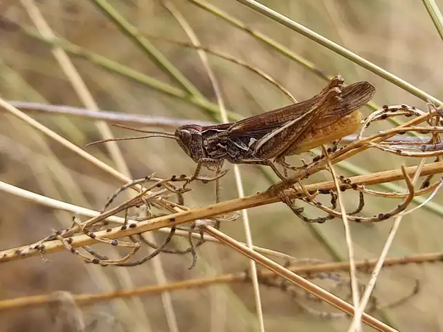 Chorthippus mollis - halk tarlósáska
