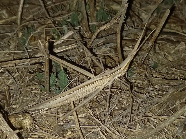 Acrida ungarica - sisakos sáska Acrida ungarica - sisakos sáska