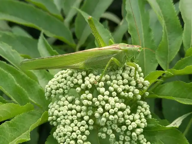 Tettigonia viridissima - zöld lombszöcske