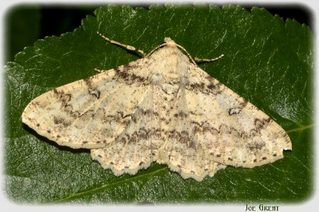 Ascotis selenaria - holdas faaraszoló