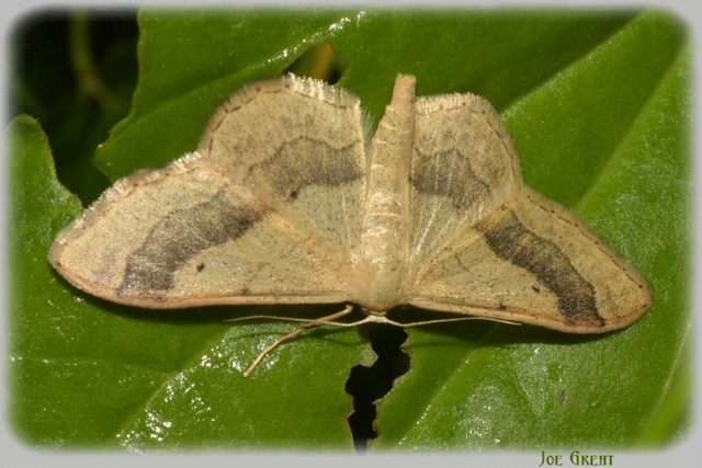 Idaea aversata - nagy sávosaraszoló