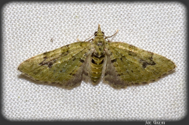 Chloroclystis v-ata - zöldes törpearaszoló