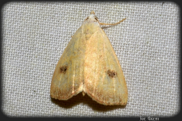 Rivula sericealis - selymes lórombagoly