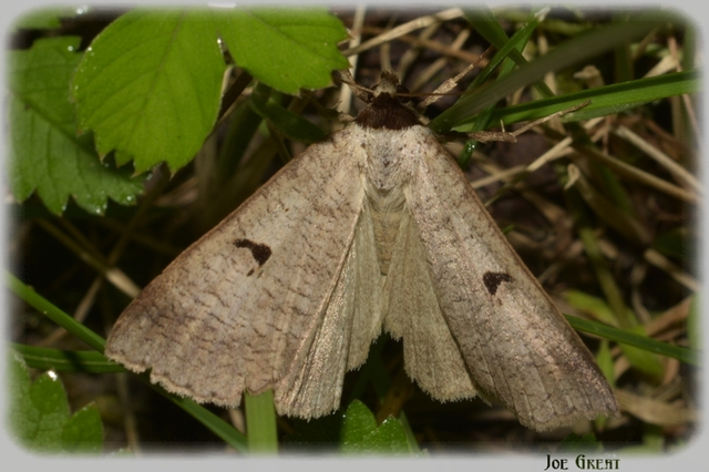 Lygephila pastinum - közönséges csüdfűbagoly