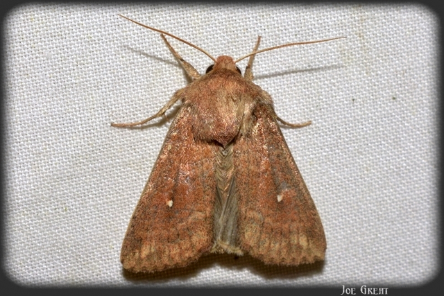 Mythimna albipuncta - fehérpettyes rétibagoly