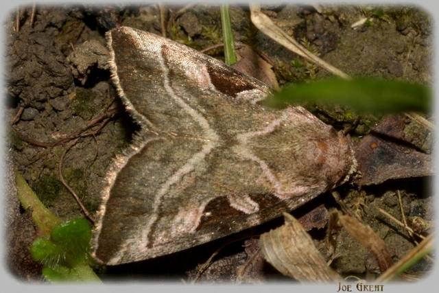 Eucarta virgo - mocsári ametisztbagoly
