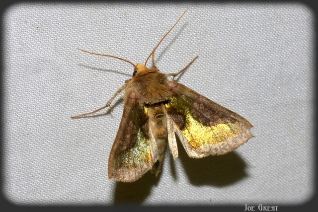 Diachrysia stenochrysis - rejtőző aranybagoly