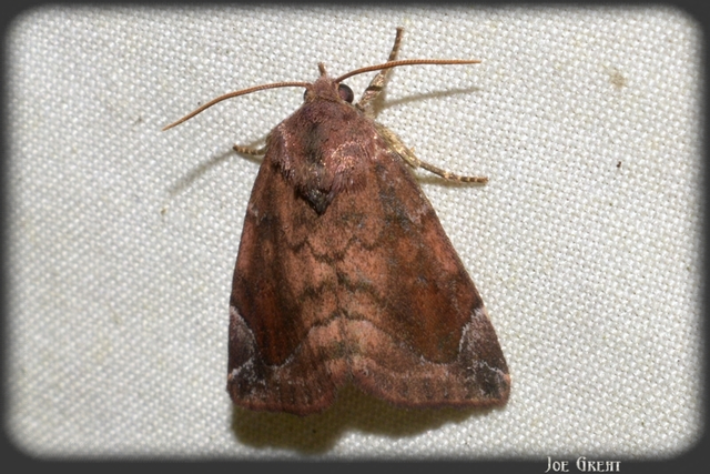 Cosmia pyralina - tölgyfa-lombbagoly