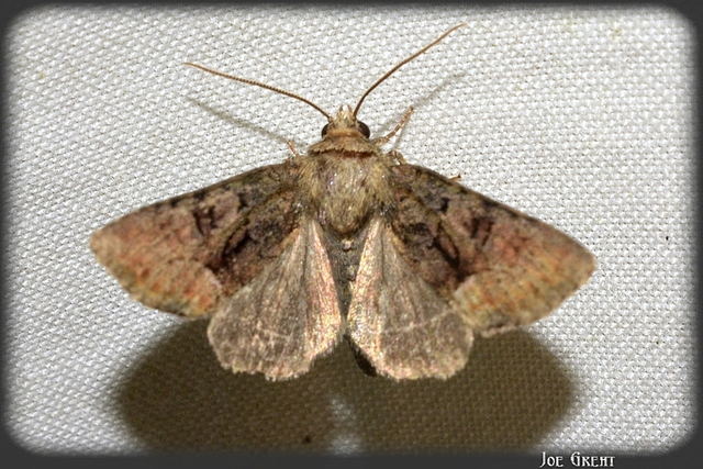 Oligia strigilis/latruncula/versicolor