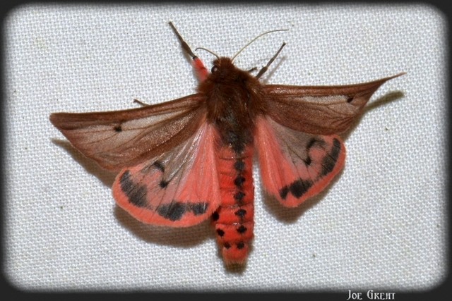 Phragmatobia fuliginosa - füstös medvelepke