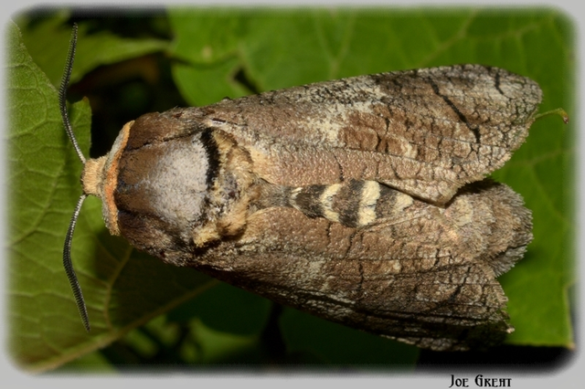 Cossus cossus - fűzfarontólepke