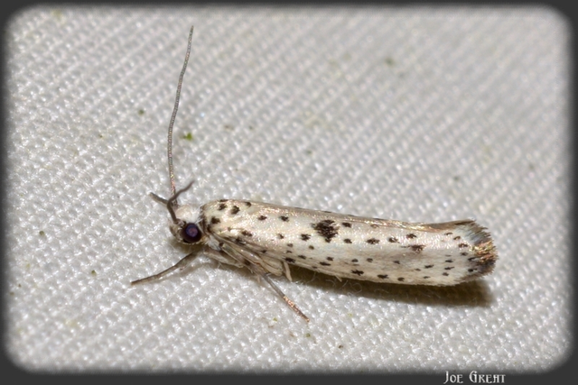 Yponomeuta plumbella - pókhálós bengemoly