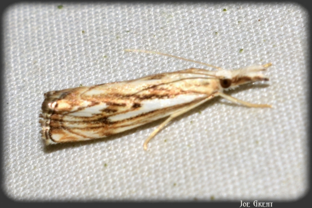 Catoptria falsella - hálós fűgyökérmoly