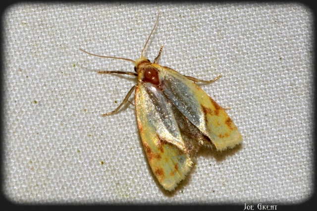 Agapeta hamana - közönséges sárgamoly