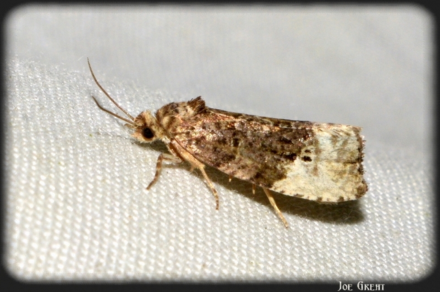 Tortricidae - sodrómolyfélék