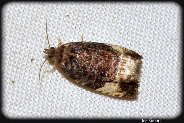 Tortricidae - sodrómolyfélék