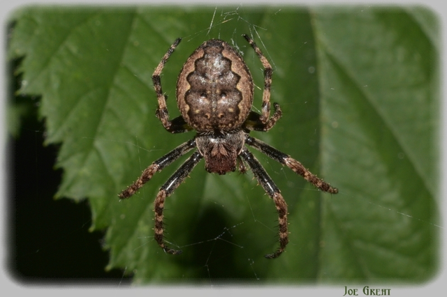Araneae - Pókok