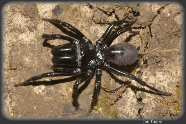 Araneae - Pókok