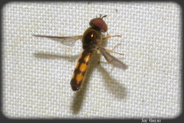 Diptera - Kétszárnyúak