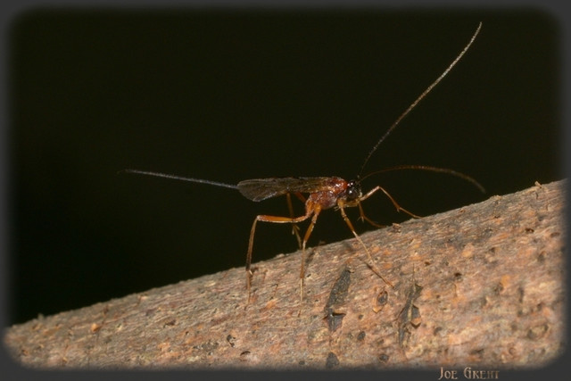 Hymenoptera - Hártyásszárnyúak