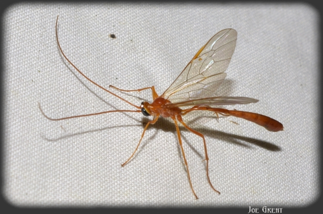 Hymenoptera - Hártyásszárnyúak
