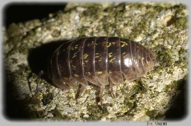 Isopoda - Ászkarákok