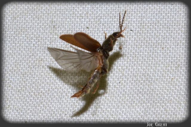 Coleoptera - Bogarak