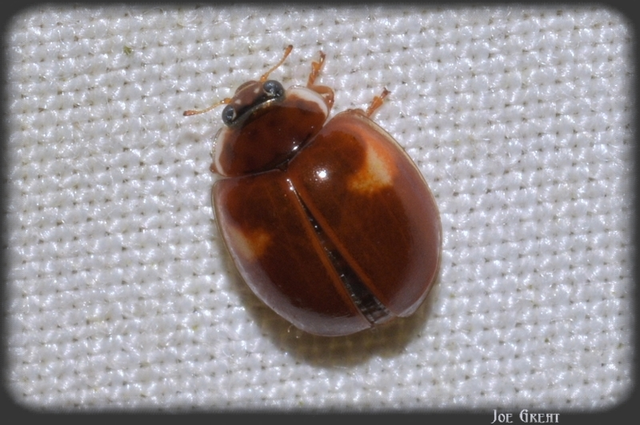 Adalia decempunctata - tízpettyes katica