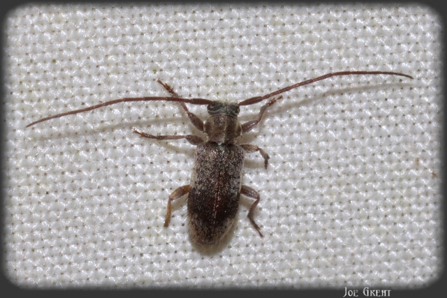 Exocentrus punctipennis - szilfa-rőzsecincér