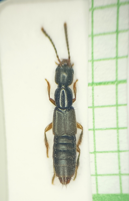 Erichsonius cinerascens - hamuszínű ganajholyva Erichsonius cinerascens - hamuszínű ganajholyva