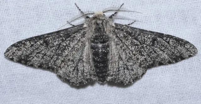 Biston betularia - szürkepettyes araszoló
