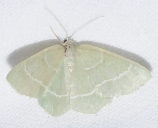 Chlorissa viridata/cloraria