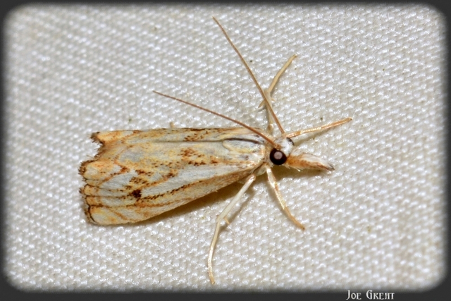 Catoptria falsella - hálós fűgyökérmoly